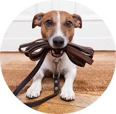 Dog Walker, Dog walking, pet care